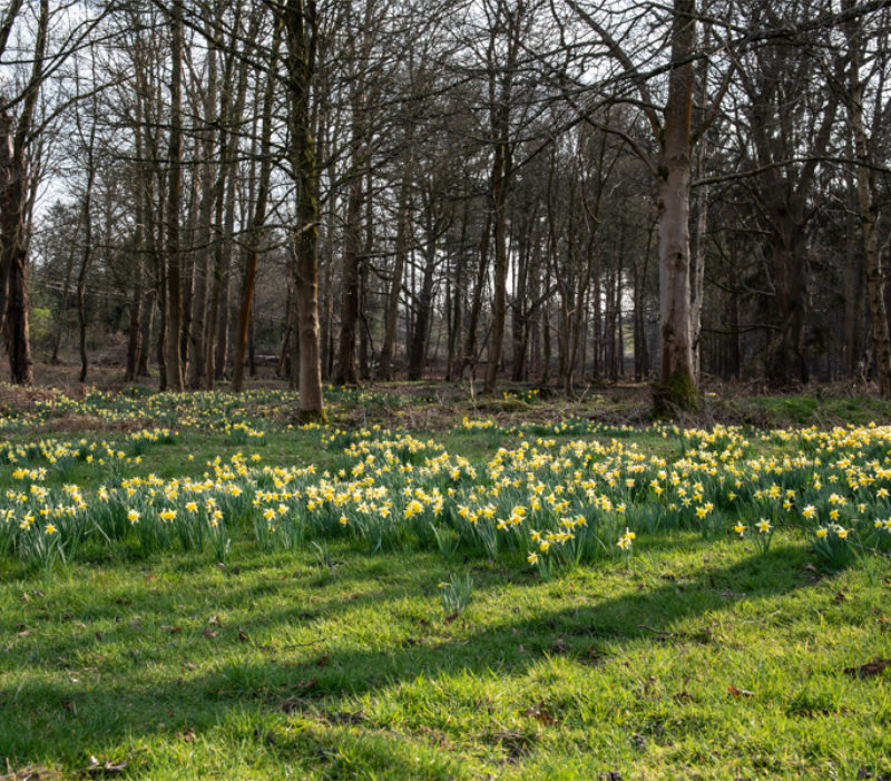 Woodlands at Hatfield Park