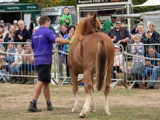 The Hatfield Rural Show 2026 - horse display