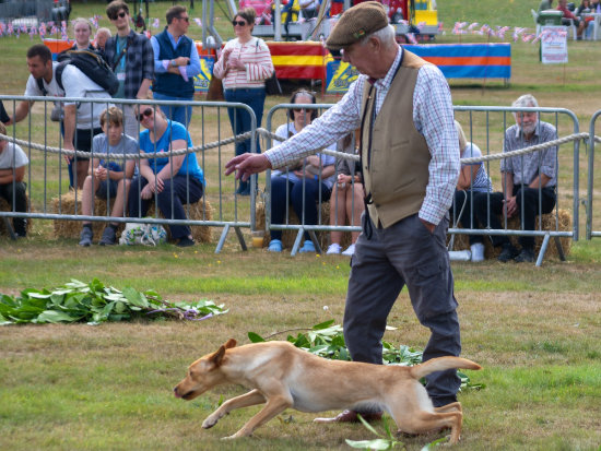 The Hatfield Rural Show 2026 - working dogs