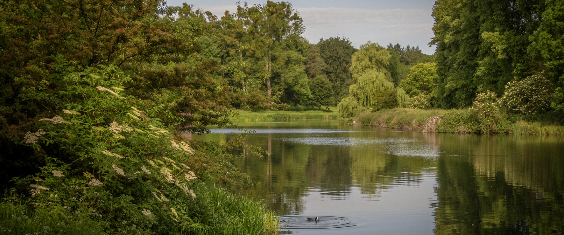 The Deer Park - featured image - hero banner