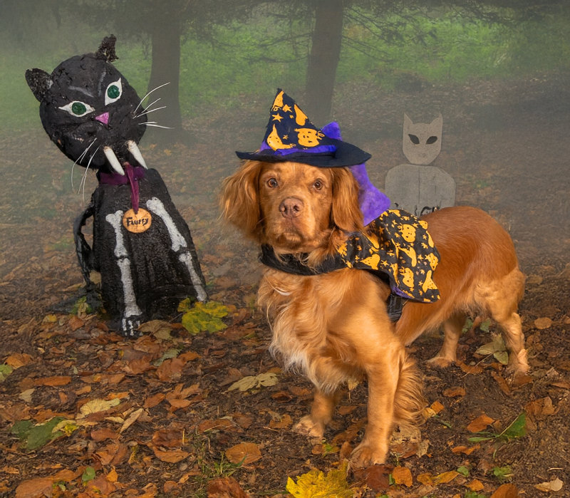Witches and Wizards - dog in a wizard hat - 2026