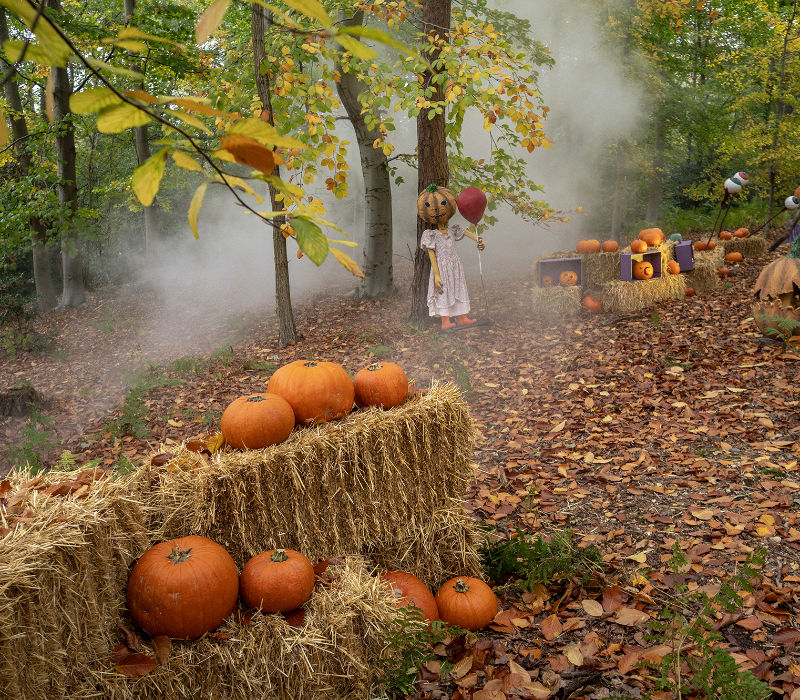 Witches and Wizards - pumpkins at Hatfield Park - 2026